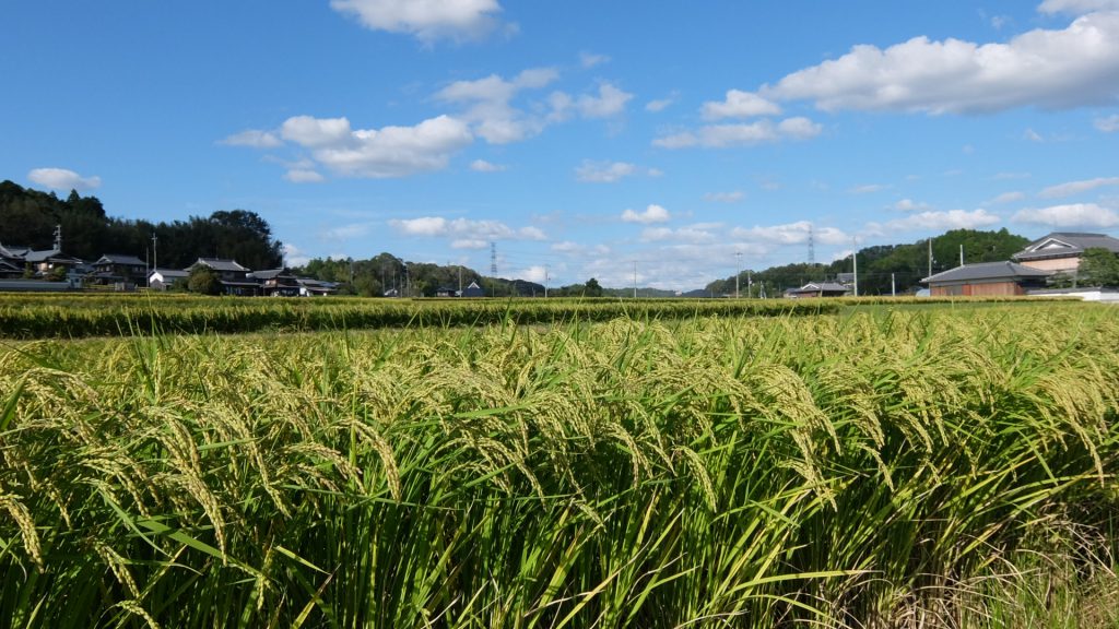 Yamadanishiki rice field at Yokawa-town Hyogo pref.