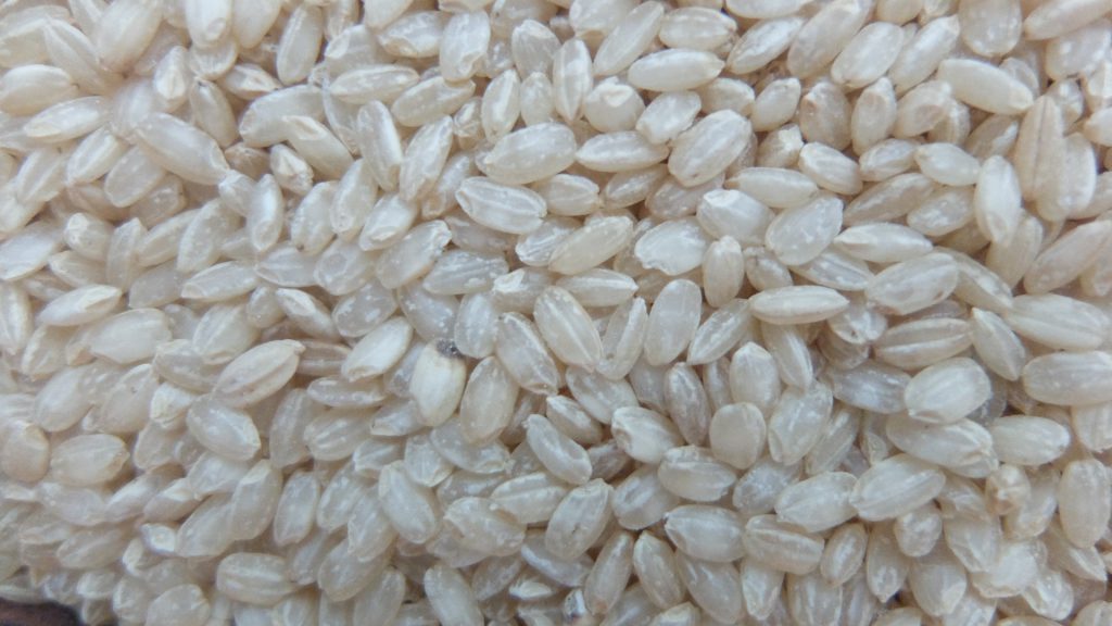 Brown rice of Yamadanishiki